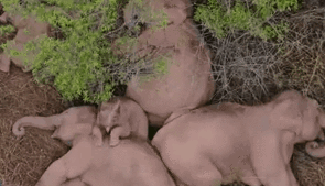 &ldquo;象&rdquo;往何處？ 亞洲象的&ldquo;正確睡姿&rdquo;什么樣？