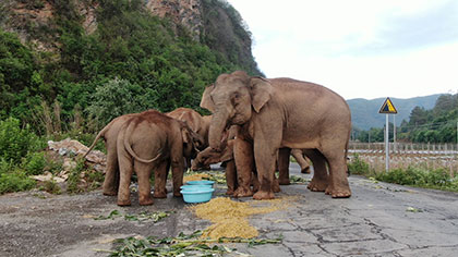 大象去哪兒？ 昨天野象群在玉溪易門活動