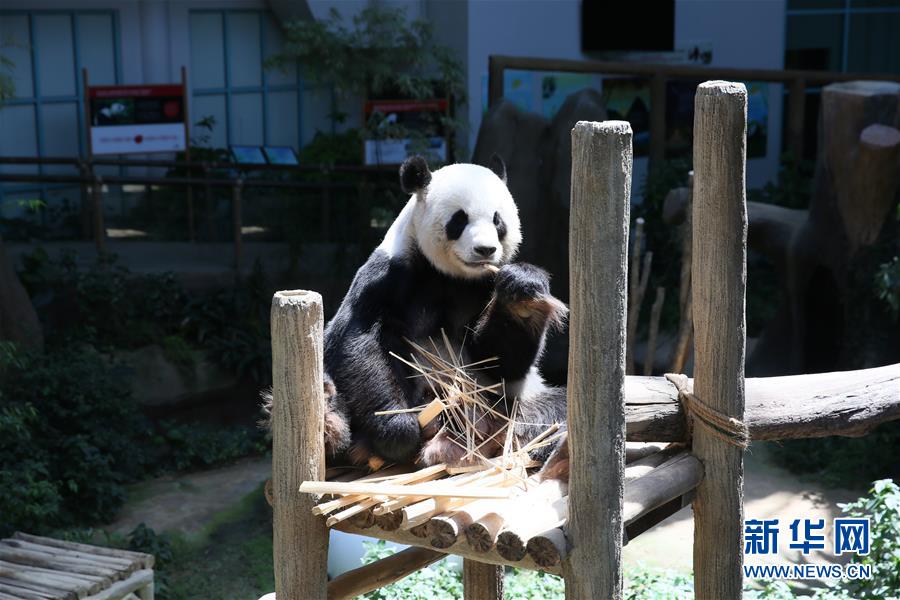 （國(guó)際）（3）旅馬大熊貓&ldquo;靚靚&rdquo;誕下第二只寶寶
