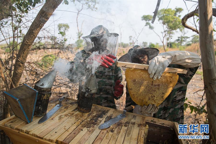 (國(guó)際·聚焦進(jìn)口博覽會(huì)·圖文互動(dòng))(4)通訊:贊比亞蜂蜜企業(yè)欲借進(jìn)博會(huì)開(kāi)拓中國(guó)市場(chǎng)