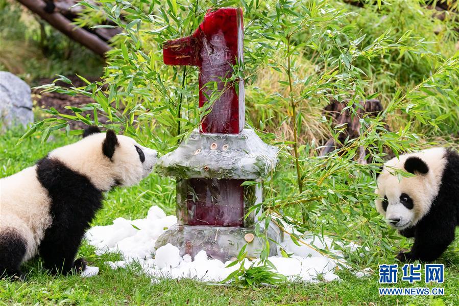 （國際）（1）德國柏林動(dòng)物園為大熊貓雙胞胎慶生