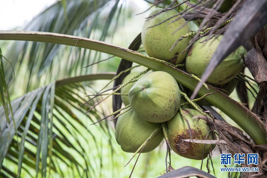 （第三屆進(jìn)博會(huì)&middot;圖文互動(dòng)）（8）通訊：椰香飄進(jìn)進(jìn)博會(huì) 市場(chǎng)開放共繁榮&mdash;&mdash;一名泰國椰商的心聲