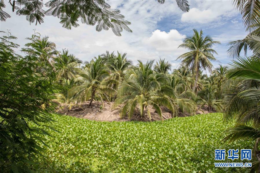 （第三屆進(jìn)博會(huì)&middot;圖文互動(dòng)）（9）通訊：椰香飄進(jìn)進(jìn)博會(huì) 市場(chǎng)開放共繁榮&mdash;&mdash;一名泰國椰商的心聲