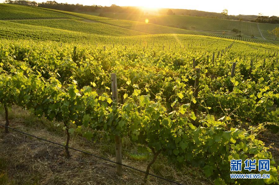 (第三屆進(jìn)博會(huì)·圖文互動(dòng))(1)專訪:進(jìn)博會(huì)是了解中國市場的好機(jī)會(huì)——訪澳大利亞諾瓦維塔葡萄酒集團(tuán)創(chuàng)始人卡臣