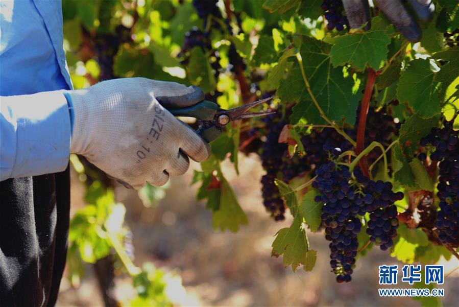 (第三屆進(jìn)博會(huì)·圖文互動(dòng))(2)專訪:進(jìn)博會(huì)是了解中國市場的好機(jī)會(huì)——訪澳大利亞諾瓦維塔葡萄酒集團(tuán)創(chuàng)始人卡臣