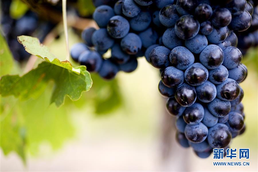 (第三屆進(jìn)博會(huì)·圖文互動(dòng))(4)專訪:進(jìn)博會(huì)是了解中國市場的好機(jī)會(huì)——訪澳大利亞諾瓦維塔葡萄酒集團(tuán)創(chuàng)始人卡臣