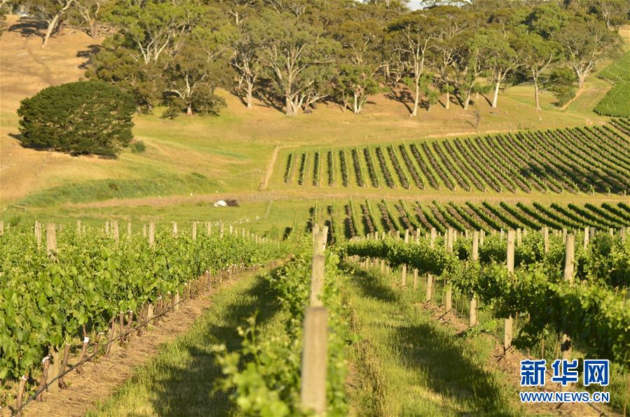 (第三屆進(jìn)博會(huì)·圖文互動(dòng))(5)專訪:進(jìn)博會(huì)是了解中國市場的好機(jī)會(huì)——訪澳大利亞諾瓦維塔葡萄酒集團(tuán)創(chuàng)始人卡臣