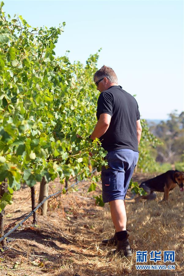 (第三屆進(jìn)博會(huì)·圖文互動(dòng))(8)專訪:進(jìn)博會(huì)是了解中國市場的好機(jī)會(huì)——訪澳大利亞諾瓦維塔葡萄酒集團(tuán)創(chuàng)始人卡臣