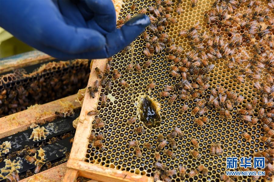 （第三屆進(jìn)博會&middot;圖文互動）（6）通訊：新西蘭的進(jìn)博會味道，甜