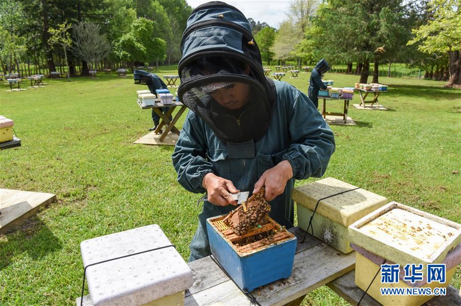 （第三屆進博會&middot;圖文互動）（7）通訊：新西蘭的進博會味道，甜