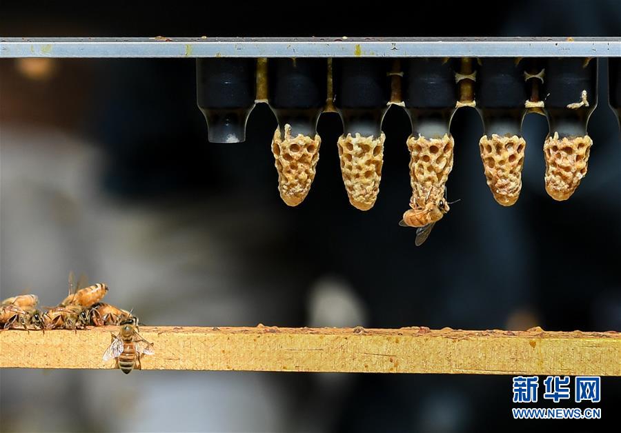 （第三屆進博會&middot;圖文互動）（9）通訊：新西蘭的進博會味道，甜