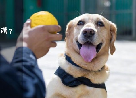 為了&ldquo;破冰&rdquo;，它們英勇無(wú)畏！