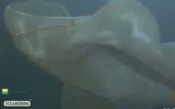 深海攝像機(jī)拍到不明物體 或為未知海洋生物(圖)