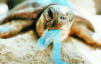 你隨手一扔，也許就毀掉它們的一生！