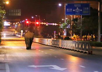 云南普洱鬧市區(qū)上演&ldquo;象出沒(méi)&rdquo;