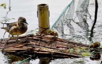 超有愛！西湖里的鴛鴦&ldquo;愛心橋&rdquo;升級(jí)