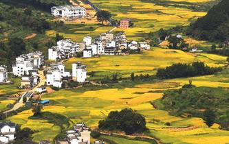 &ldquo;最美鄉(xiāng)村&rdquo;豐收?qǐng)D美如畫(huà)卷