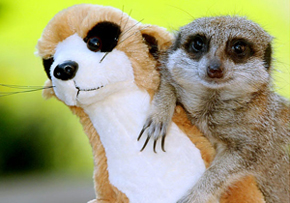 小動(dòng)物擬人超可愛(ài)